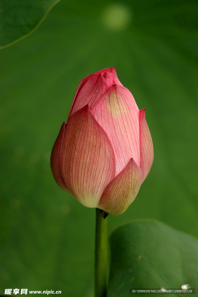 荷花花苞花蕾