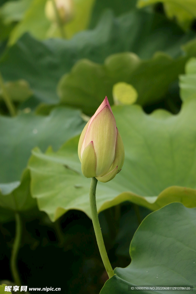 荷花花苞花蕾