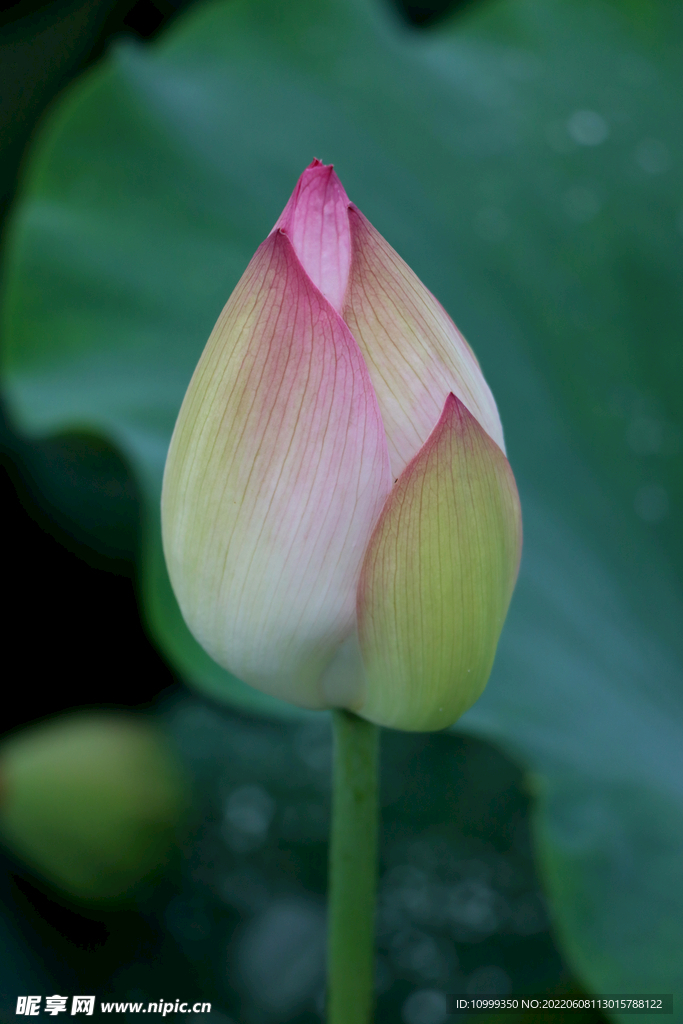 荷花花苞