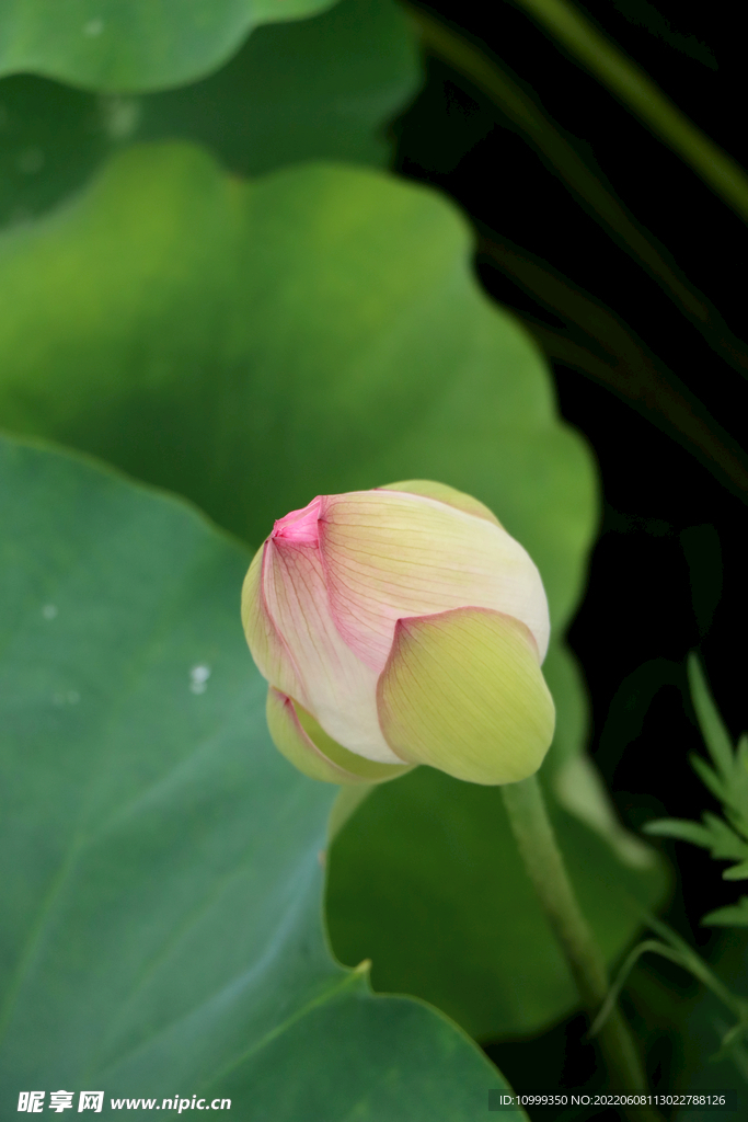 荷花花苞花蕾