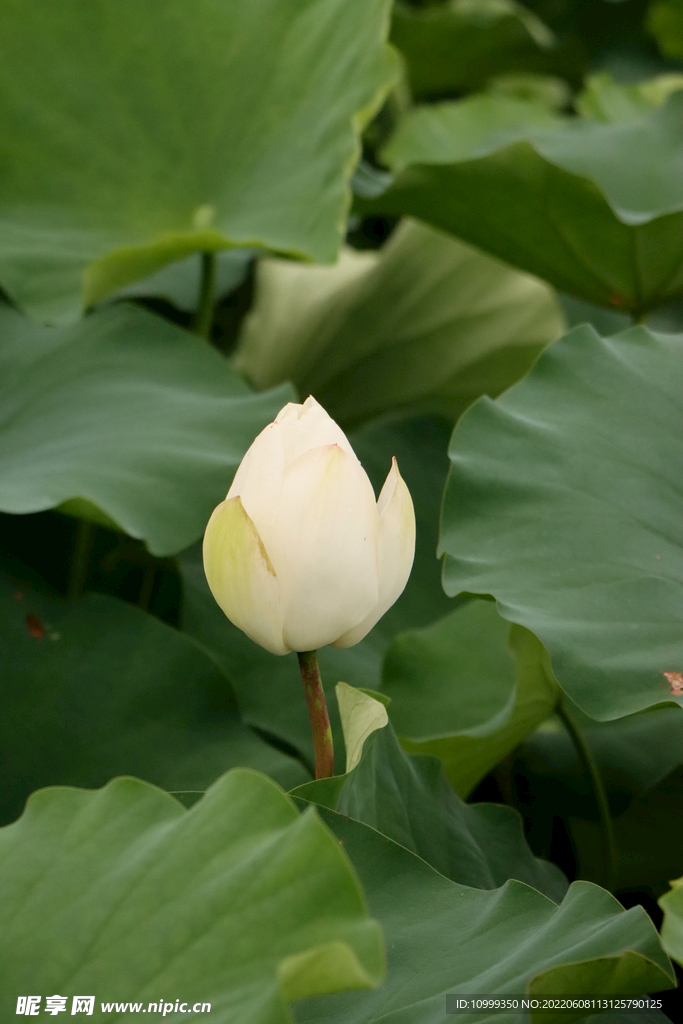 荷花花苞花蕾