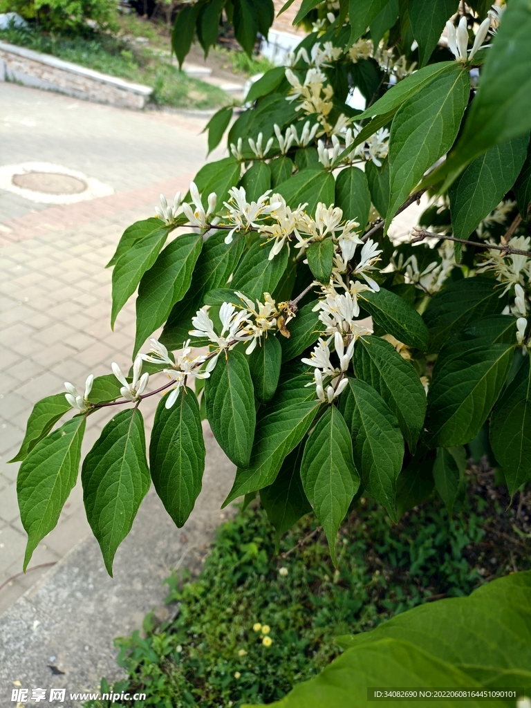 金银花树 忍冬