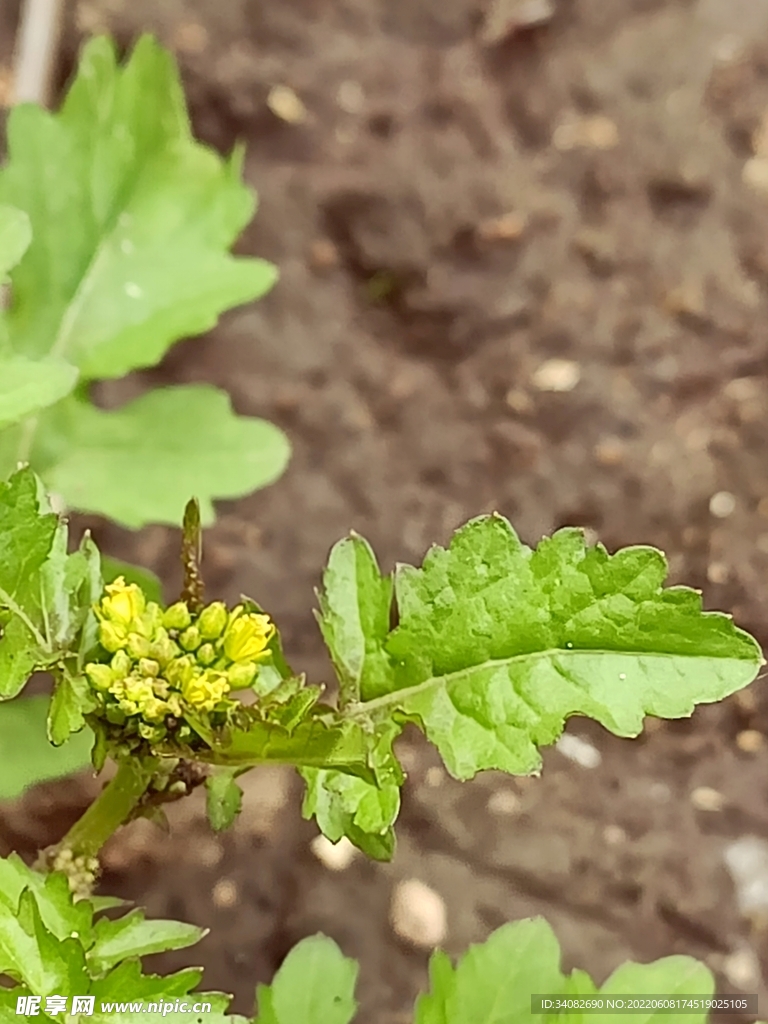 野花野草野菜特写近拍寂寞黄花廋