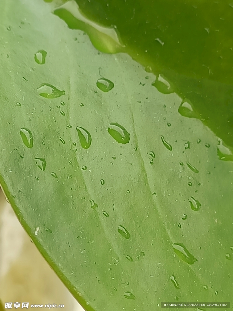 雨后 豆瓣绿肥厚叶片 