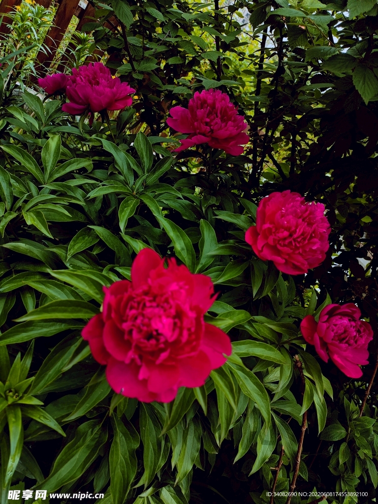 五朵芍药花语无悔的等待财源广进
