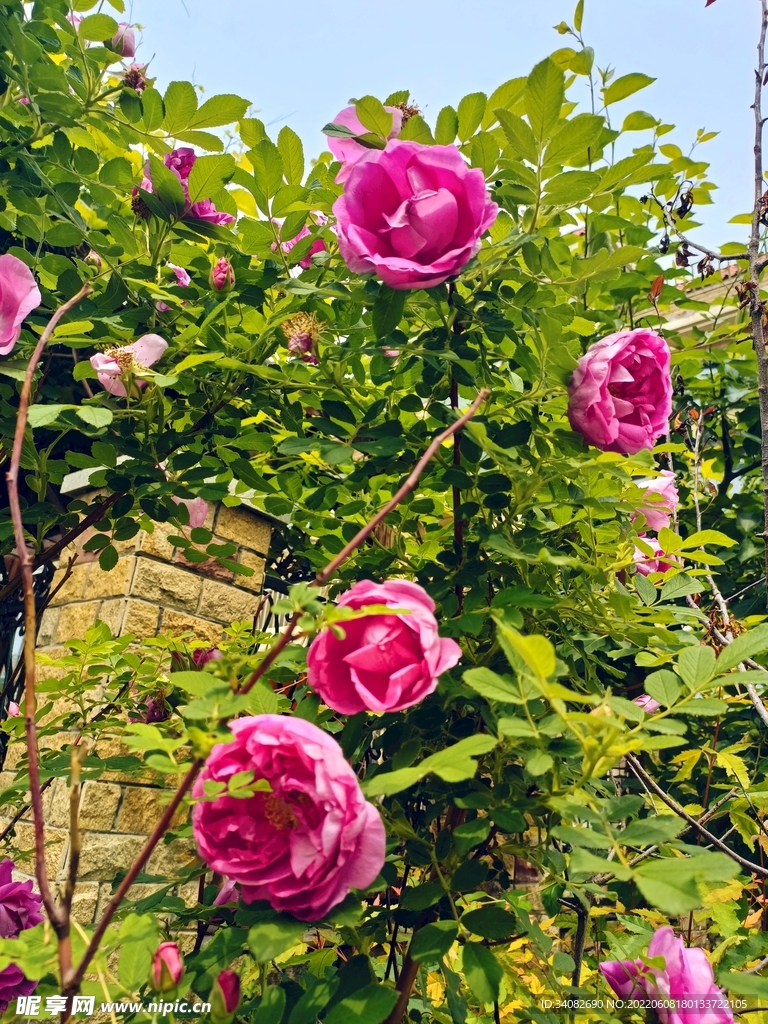 粉 玫瑰 花枝 花架 油画感