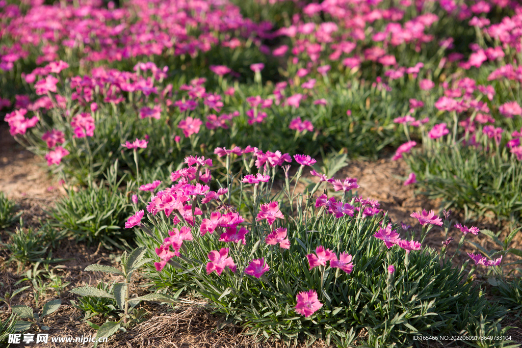花团锦簇 野花
