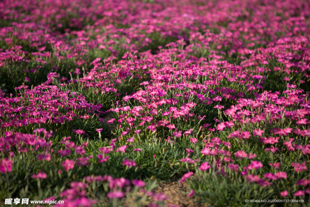 花海  花粉色