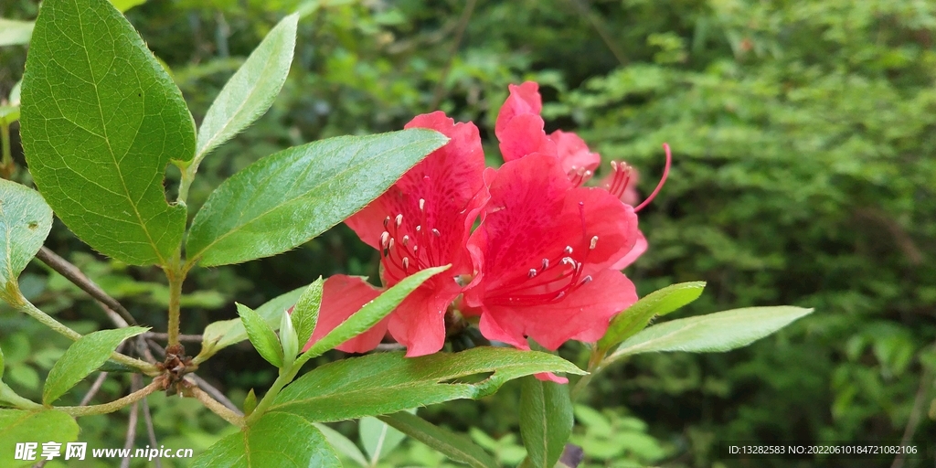 野外杜鹃花