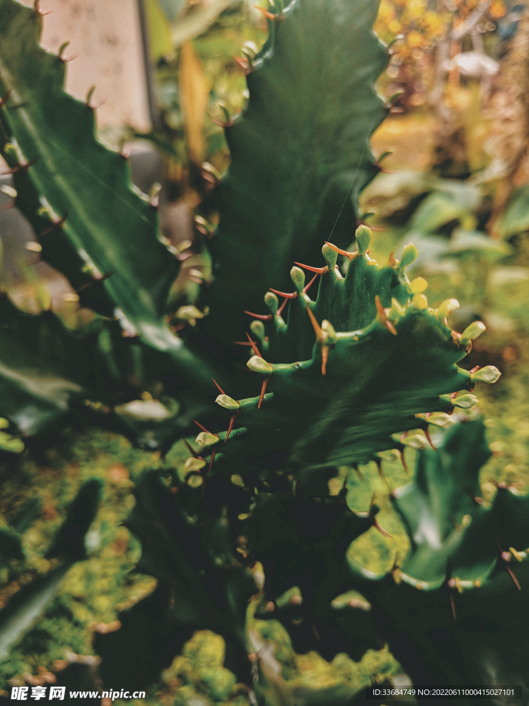 植物园仙人掌图片