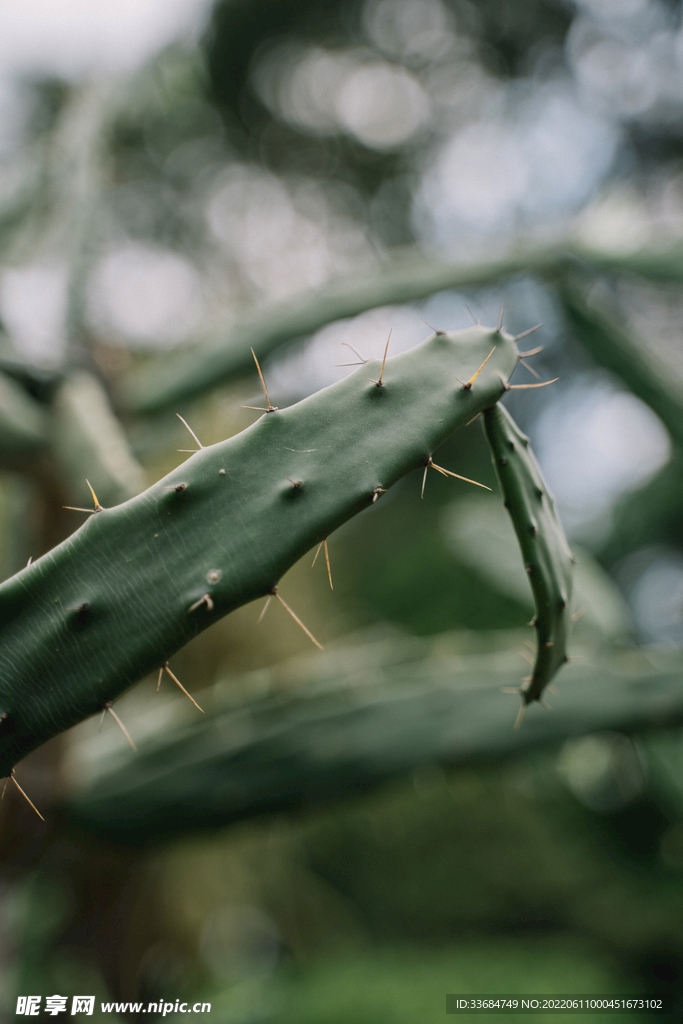 仙人掌 植物园 图片