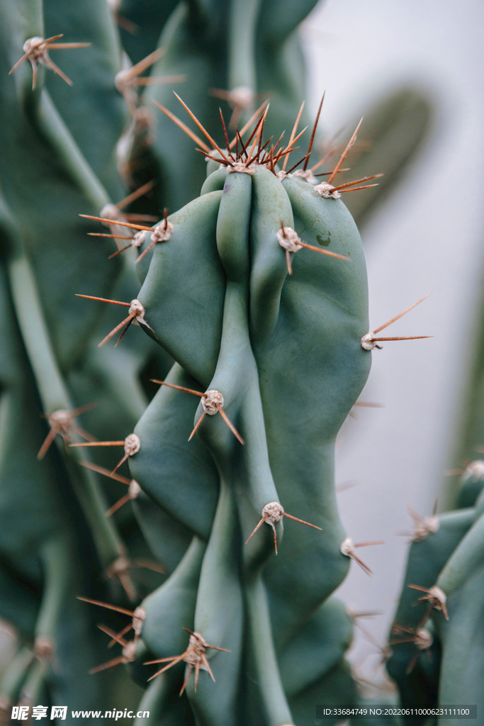 仙人掌 植物图片