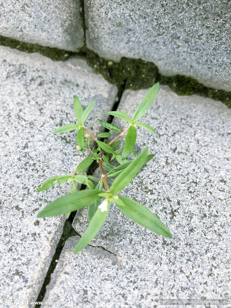 石缝上的小草