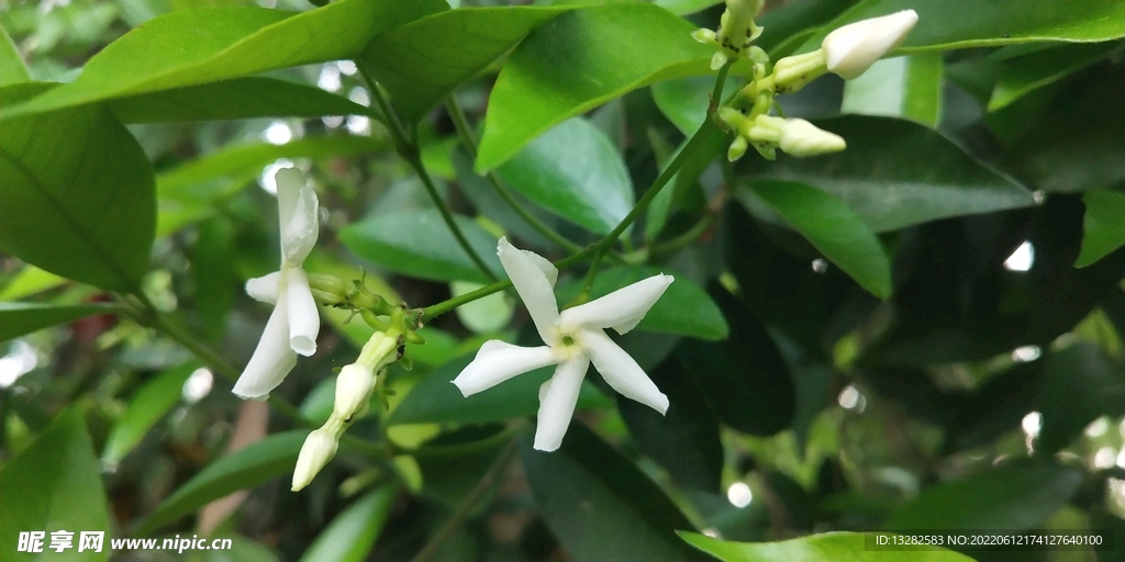 络石花