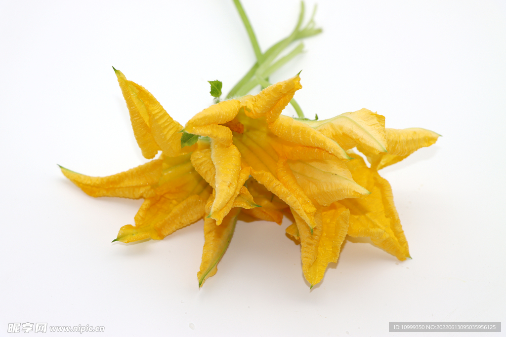 南瓜花