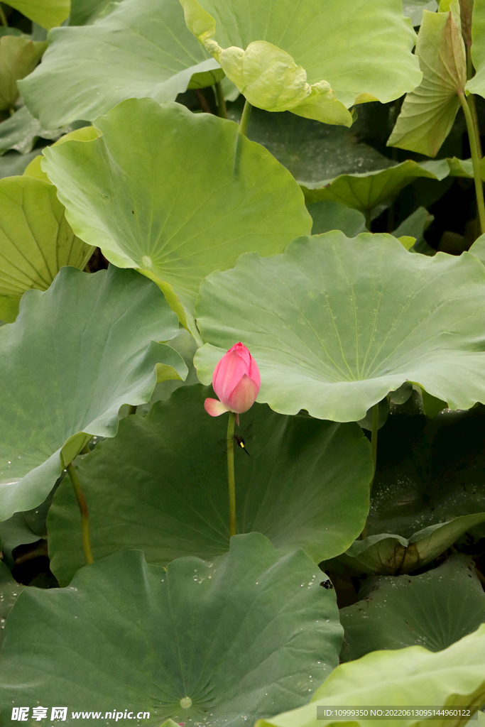 荷花花苞