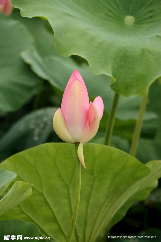 荷花花苞花蕾