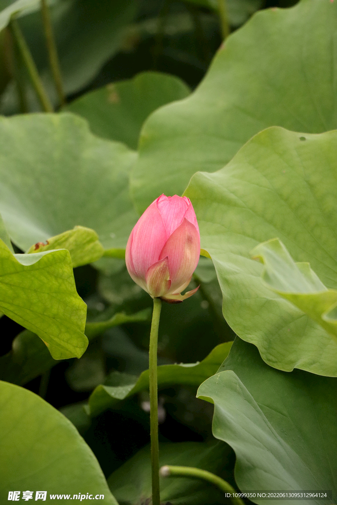 荷花花苞