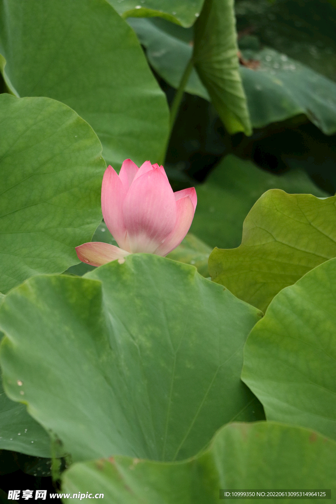 荷花花苞