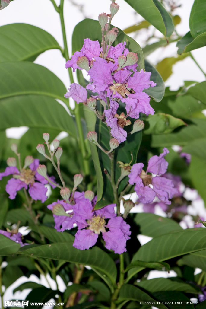 紫薇花