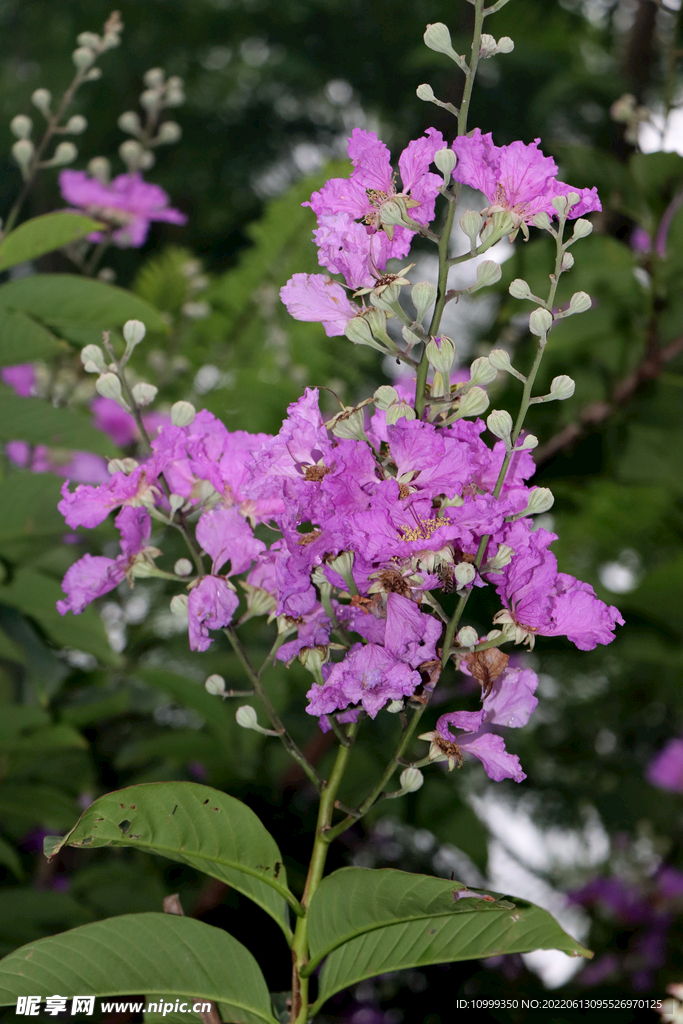 紫薇花