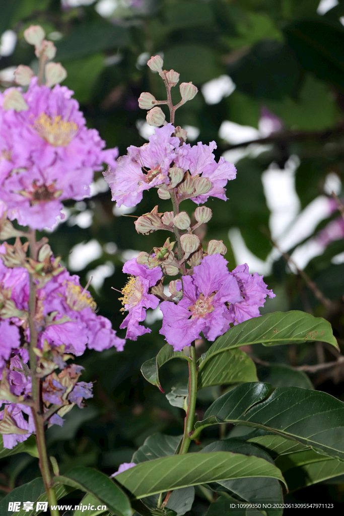 紫薇花