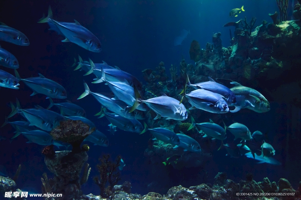 海底鱼群 
