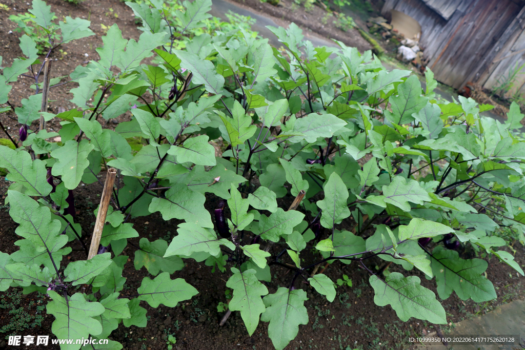 茄子种植