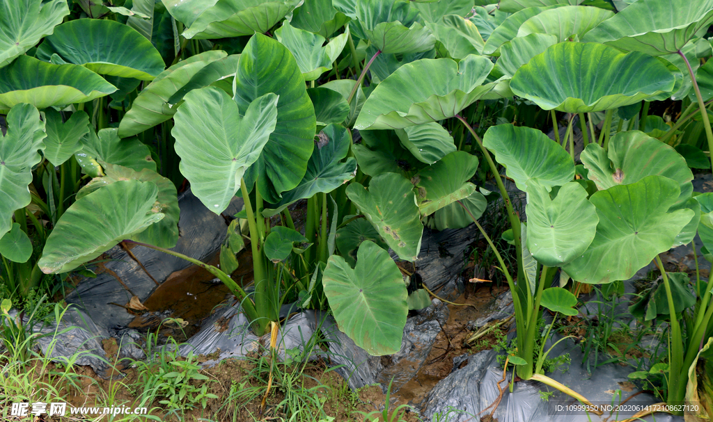 芋头种植