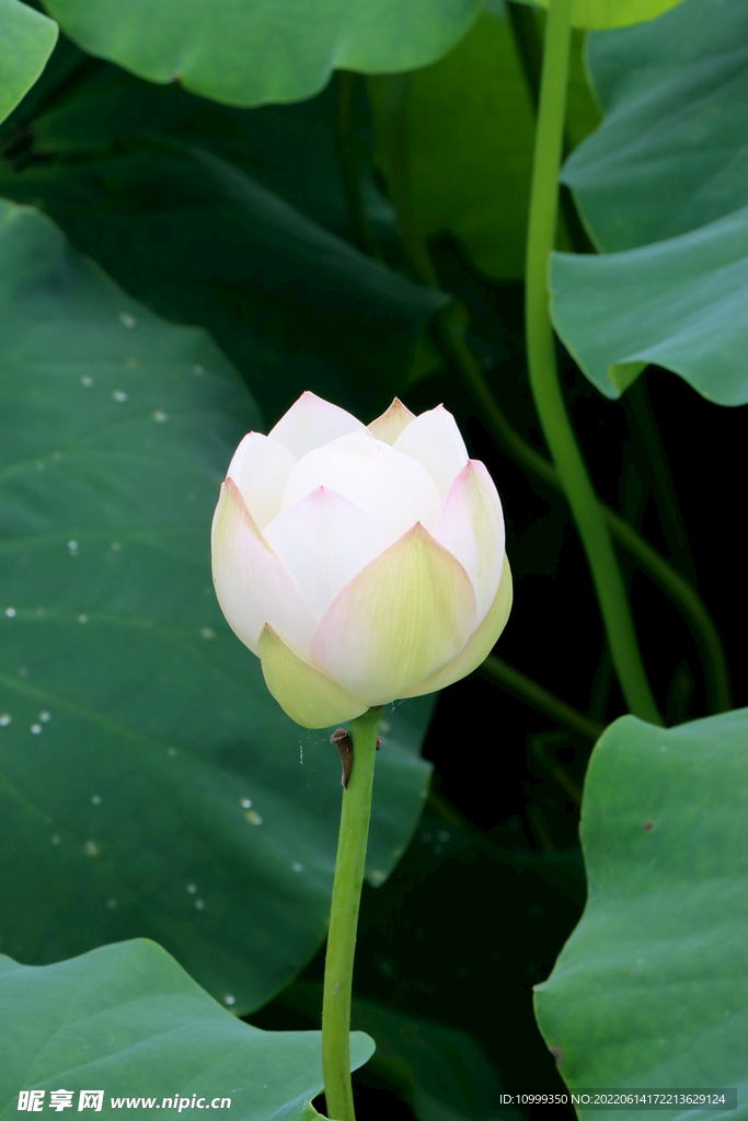 荷花花苞花蕾