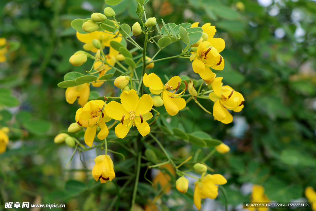 黄槐决明 决明 黄花 花卉 黄