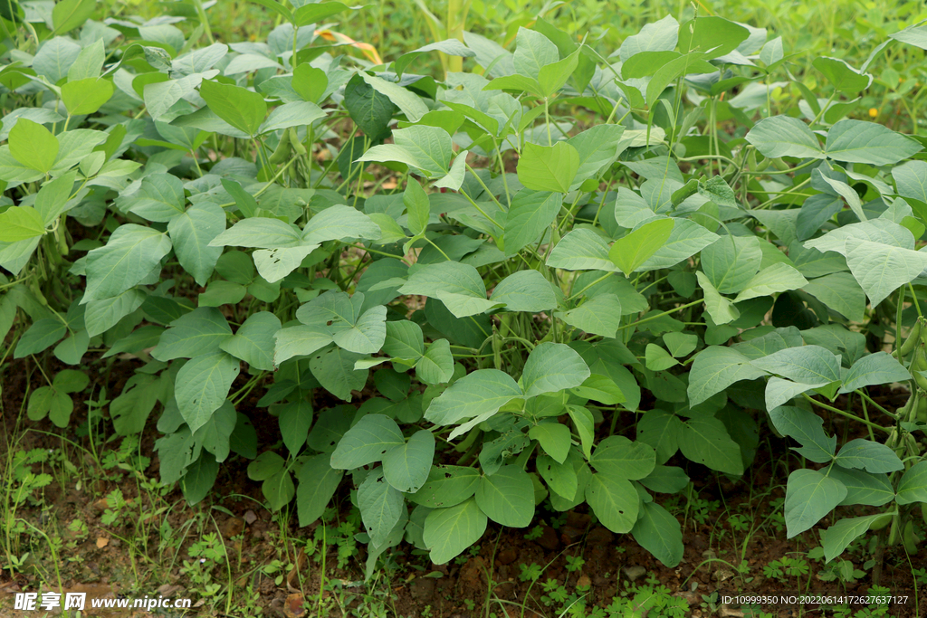 大豆种植