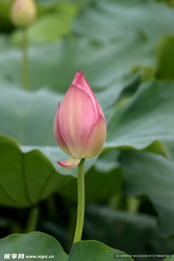 荷花花苞