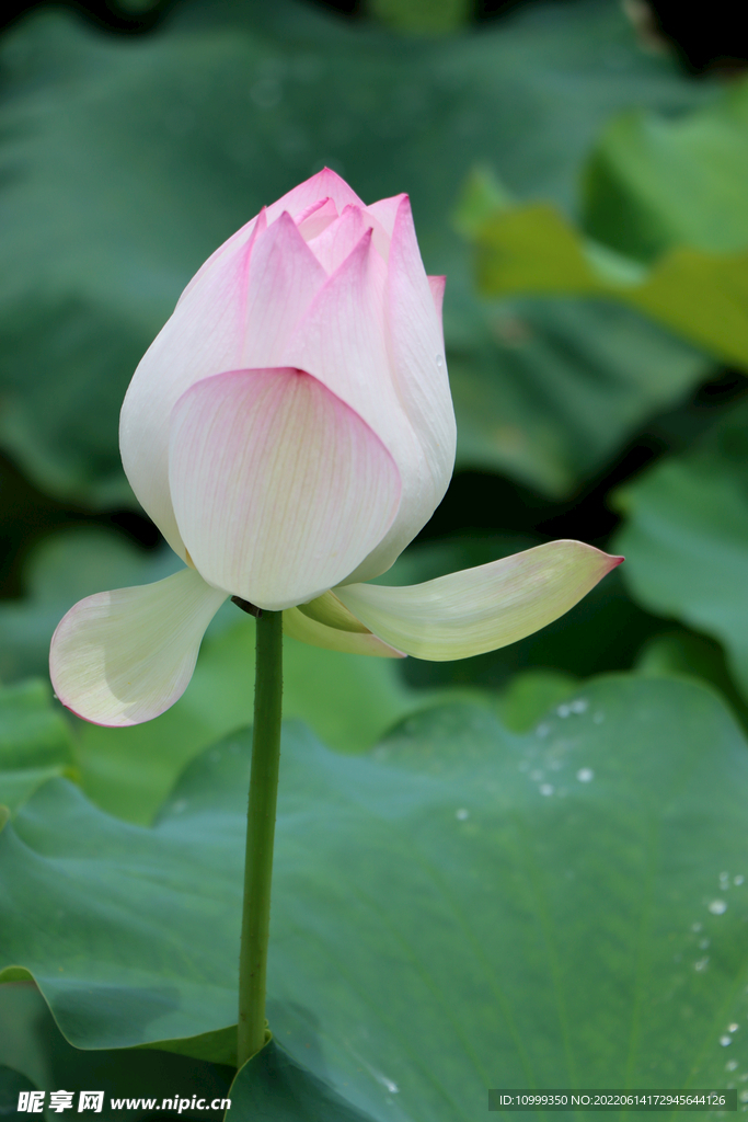 荷花花苞特写