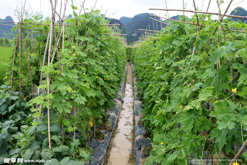 苦瓜种植