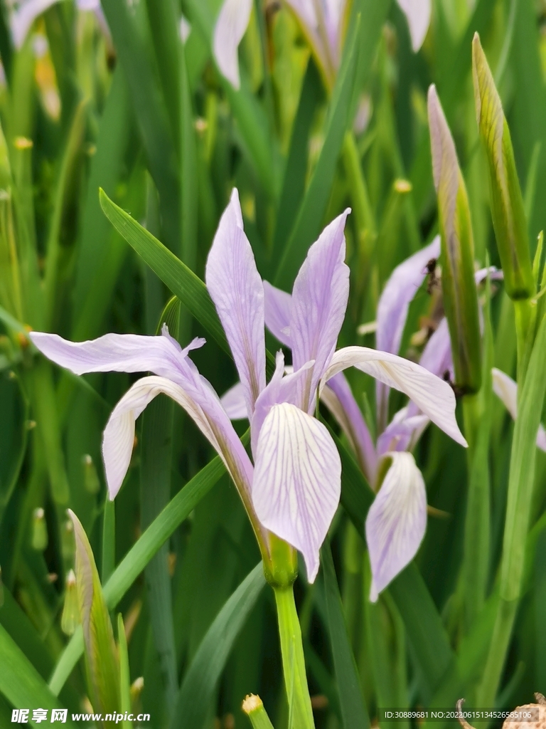 马莲花