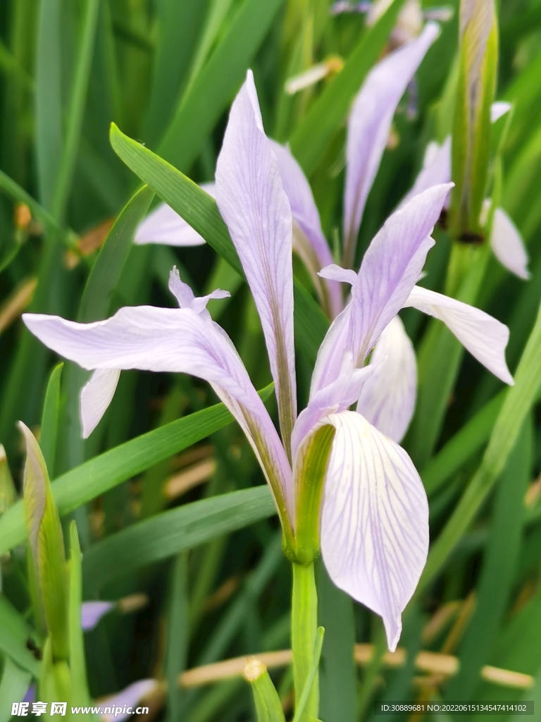 马莲花