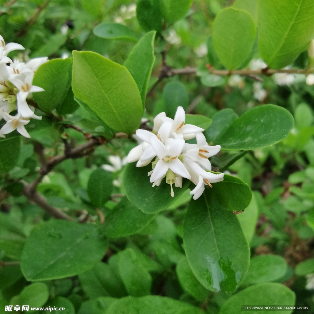花