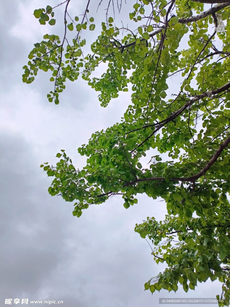 天空小雨树枝 乌云夭矫天欲雨