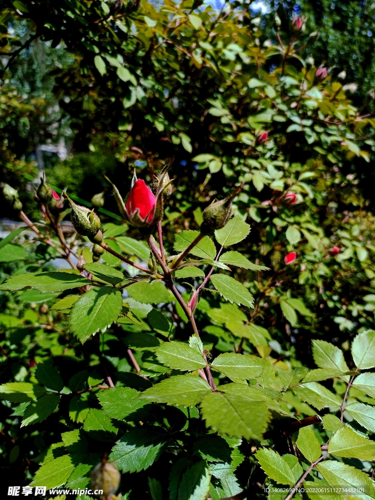 红色月季花苞花蕾 为谁展红颜