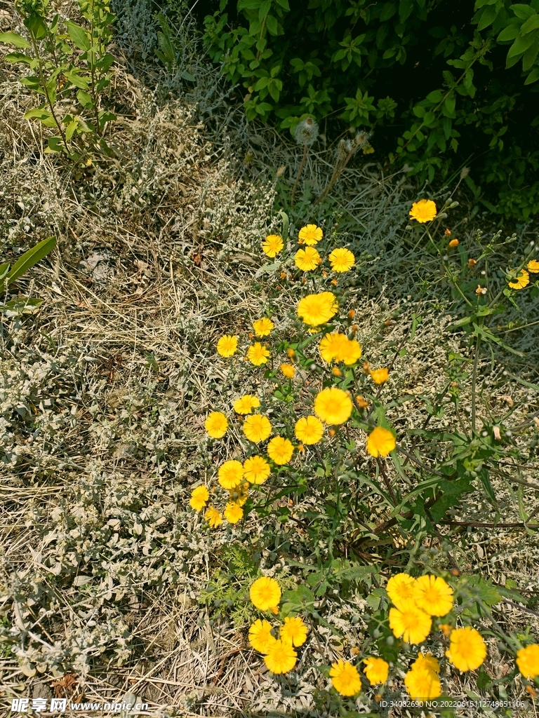 黄色小野菊花诠释质朴的世俗之美
