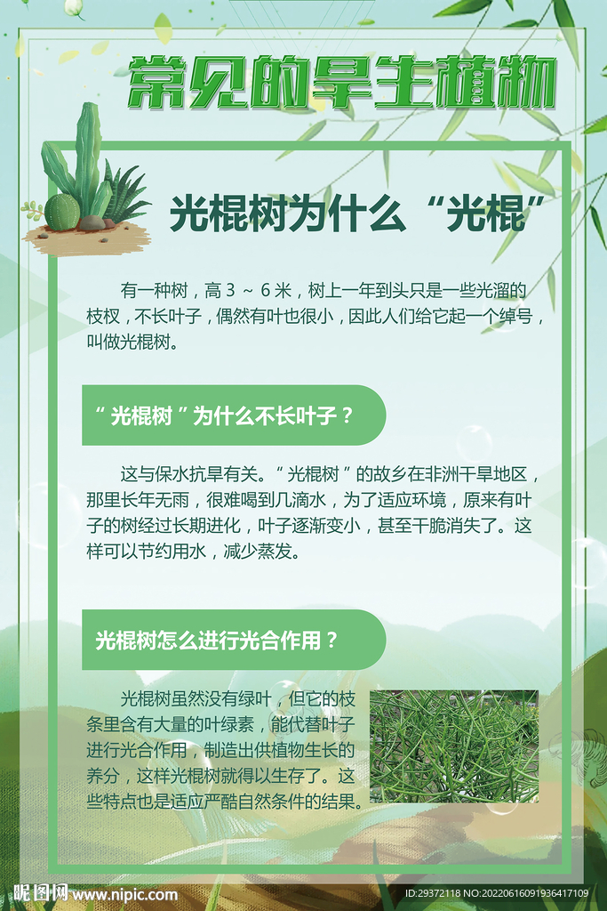 绿色常见的旱生植物光棍树海报