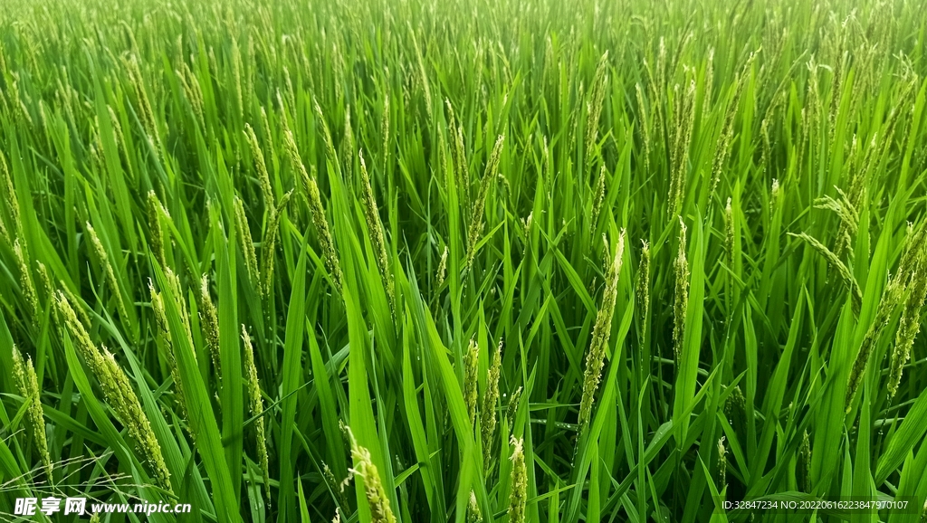 稻田