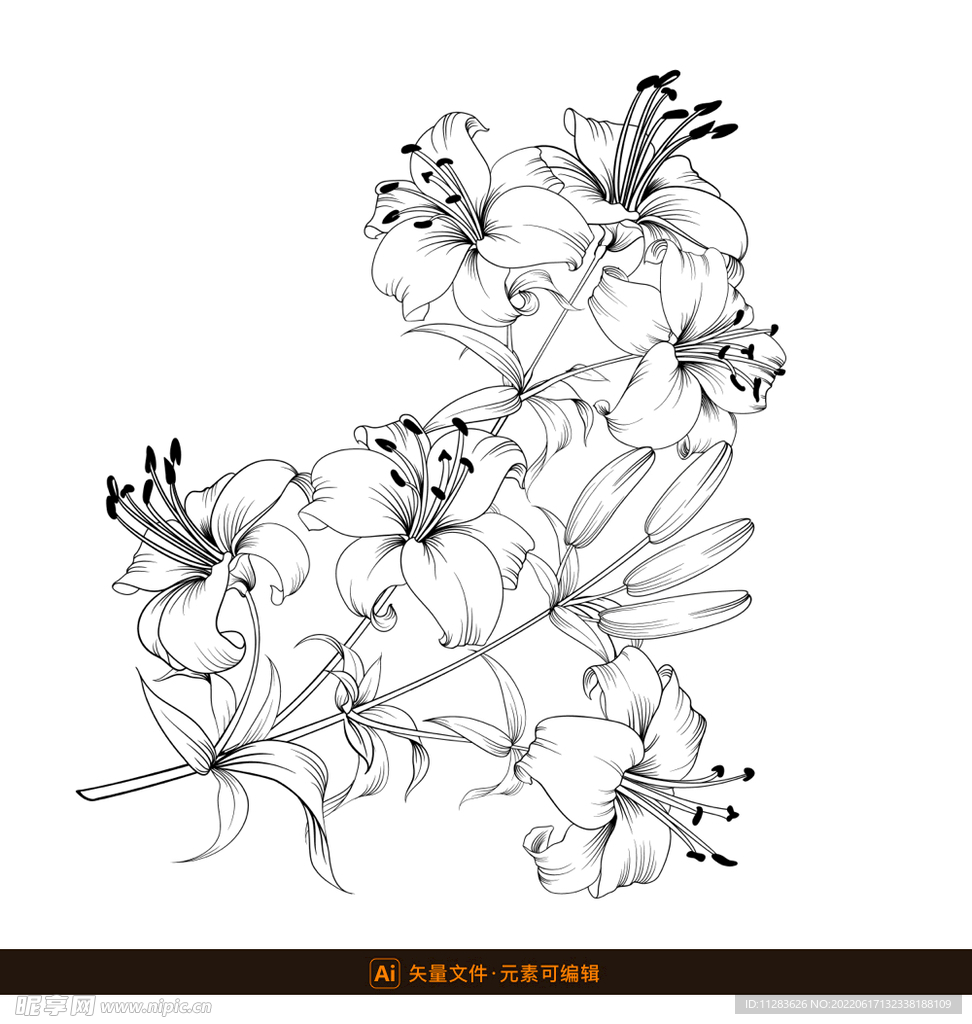 兰花线描矢量素材