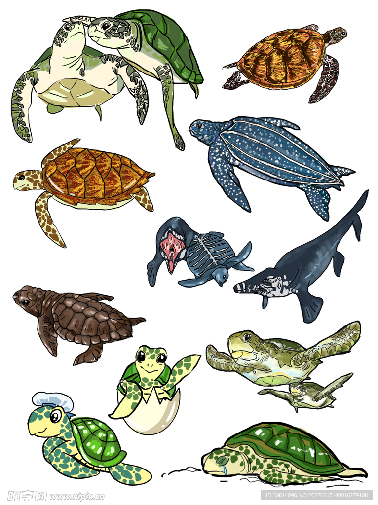 海洋生物合集