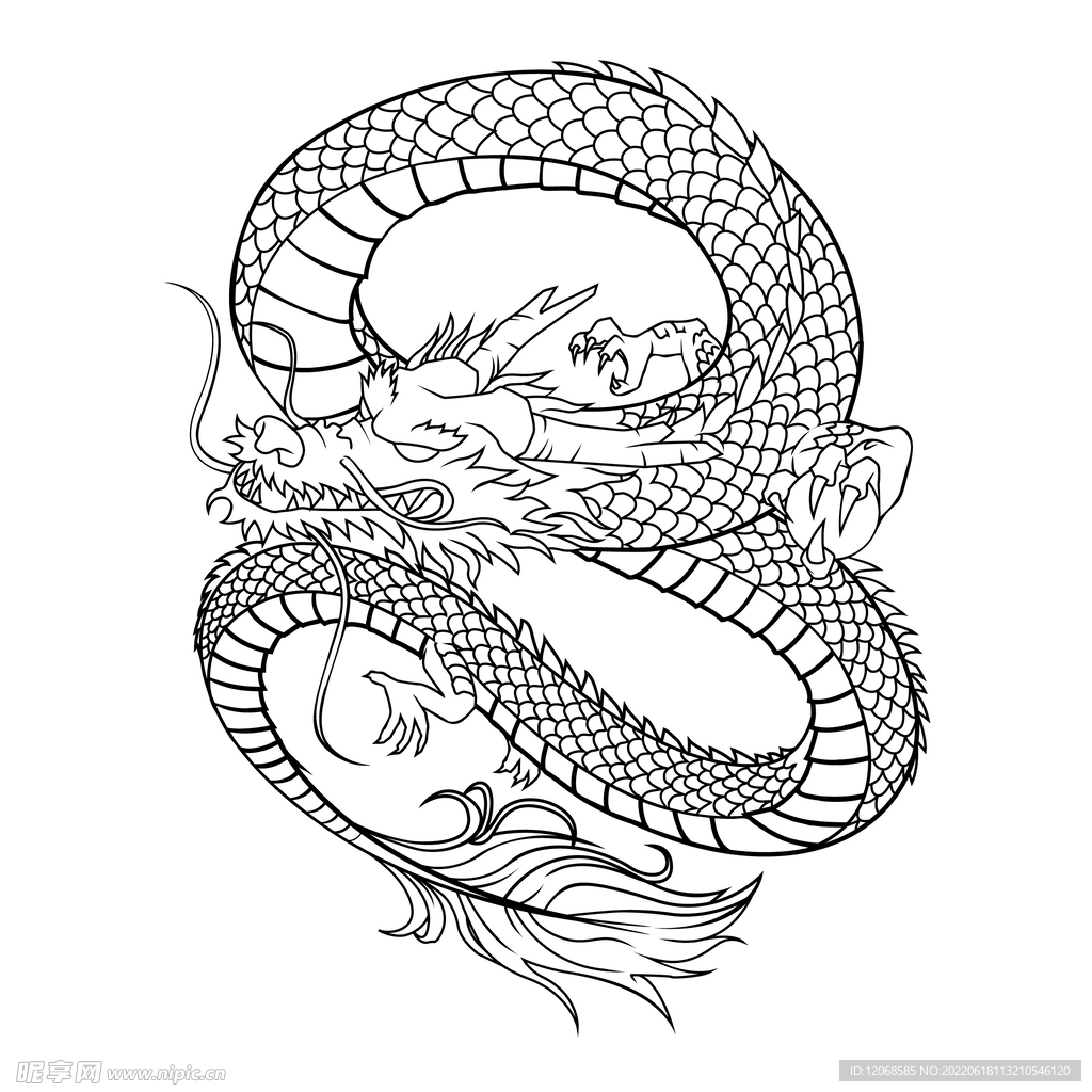 龙