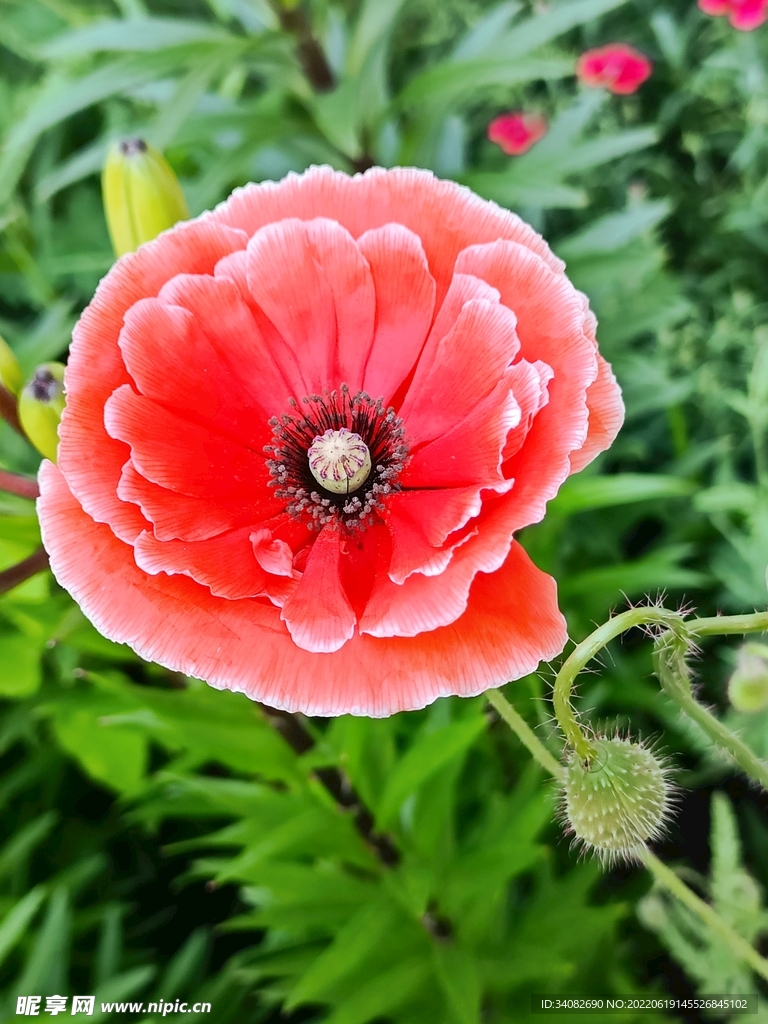粉红色 虞美人 鲜花