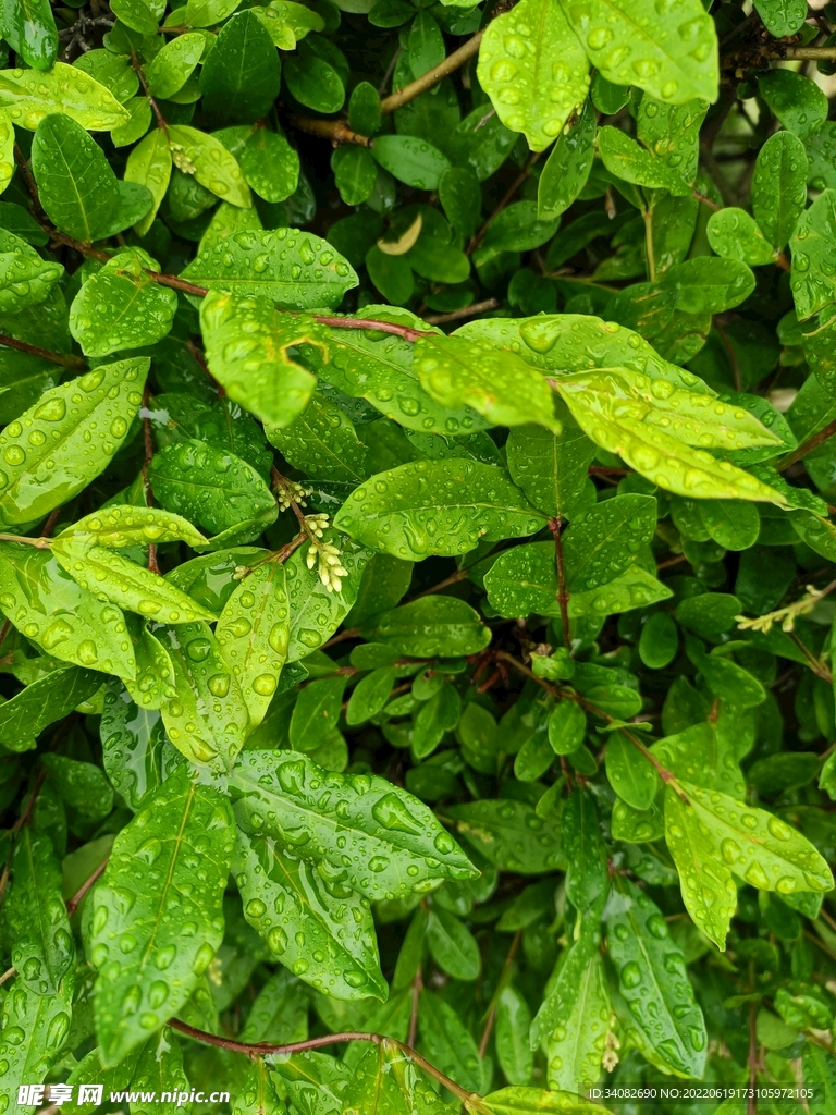 雨露晶莹润新绿