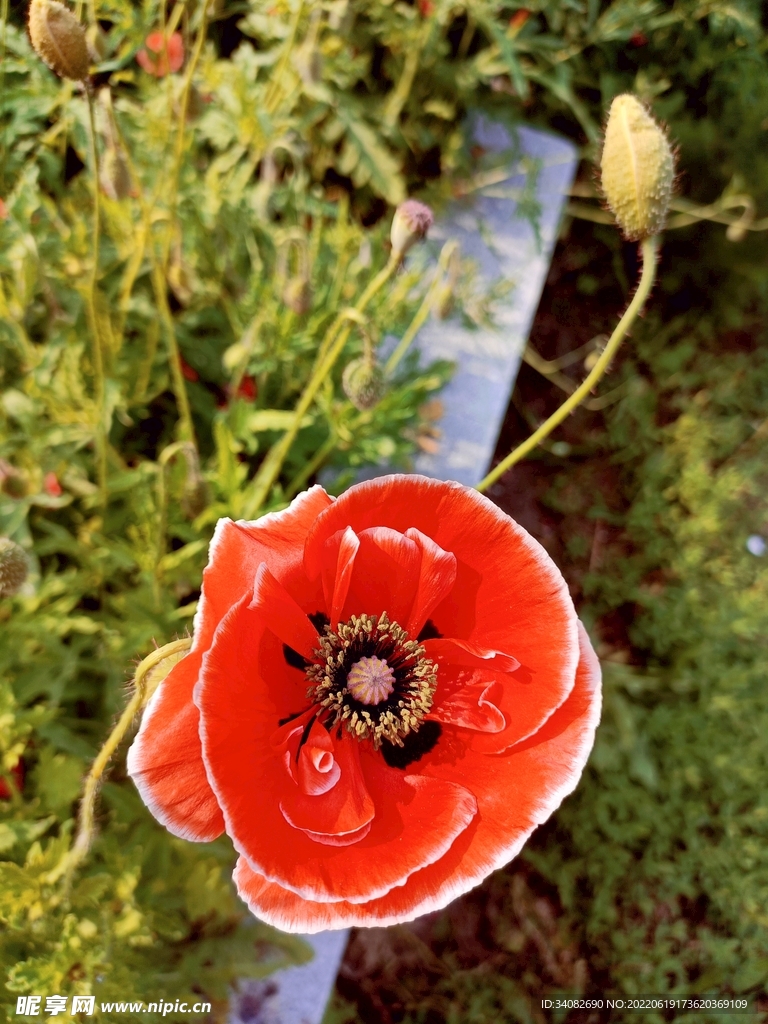 花圃中一枝鲜艳的红色白边虞美人