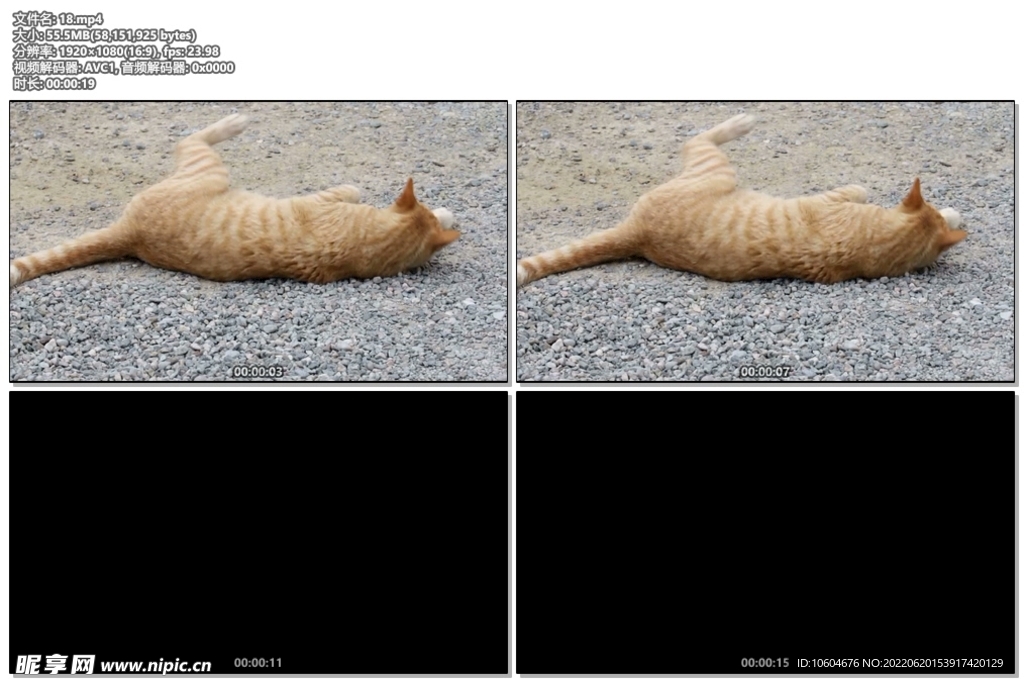 猫